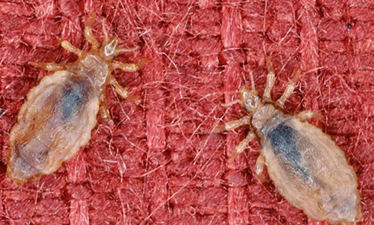 Платяная вошь фото как выглядит укусы Насекомые, которые живут у нас, как у себя дома - Страница 5 из 24 - URAPRESS