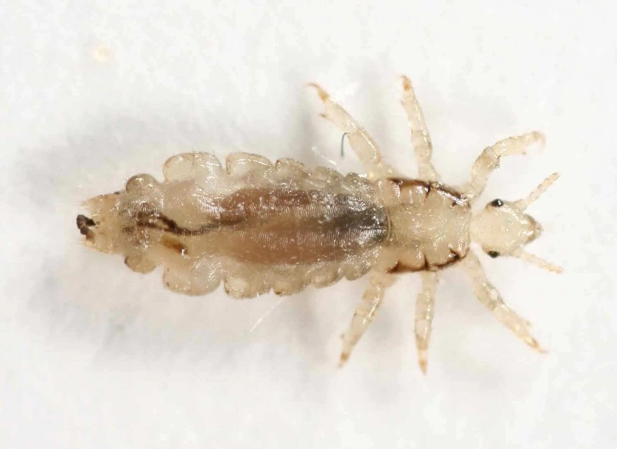 Платяная вошь как выглядят Skolestart er høysesong for lus - NRK Vestfold og Telemark - Lokale nyheter, TV 