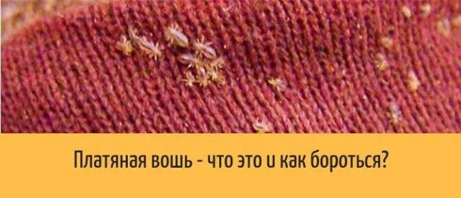 Платяная вошь как выглядят Как выглядят бельевые вши (платяные, постельные): откуда берутся