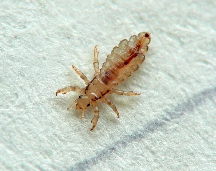 Платяная вошь как выглядят Неактивно