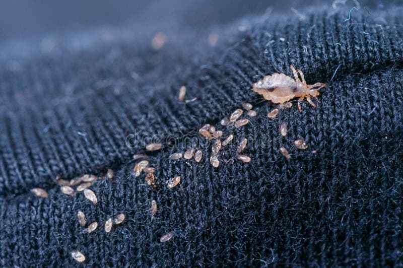 Платяная вошь как выглядят Macro of Male and Female Chewing Louse Stock Image - Image of little, child: 144