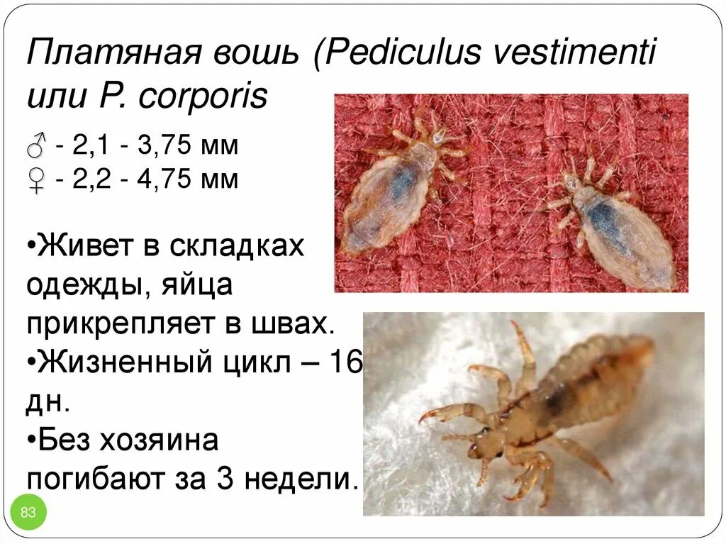 Платяная вошь как выглядят Как избавиться от постельных (пылевых) клещей в квартире в Москве - Уничтожение 