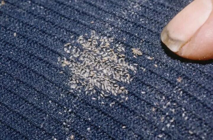 Платяная вша как выглядит Сколько живут вши вне головы человека и выживут ли гниды