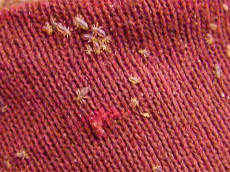 Платяная вша как выглядит Сонник - вши: к чему снятся во сне вши у себя в голове в волосах, на другом чело