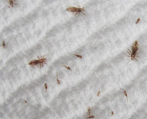 Платяная вша как выглядит Платяные (бельевые) вши как избавиться: средства и отзывы Дезинфекция, дезинсекц