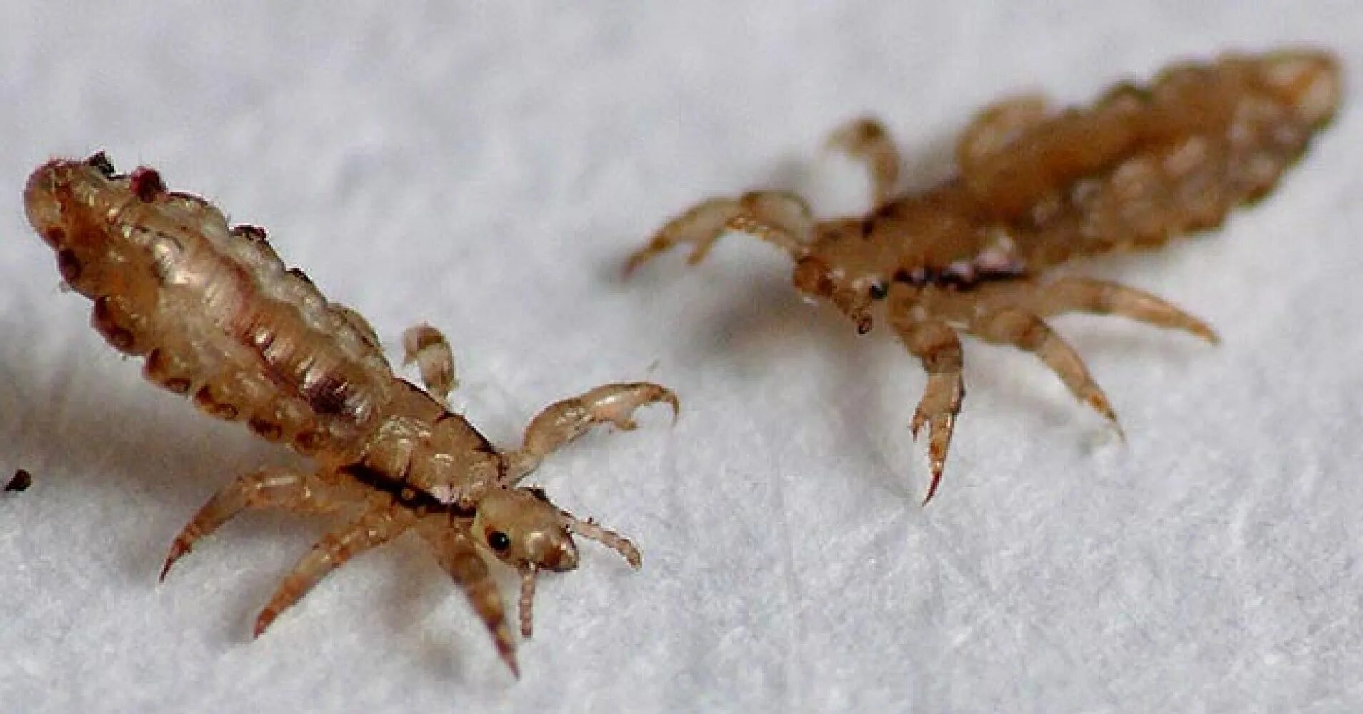 Платяная вша как выглядит Картинки ВШИ ФОТО