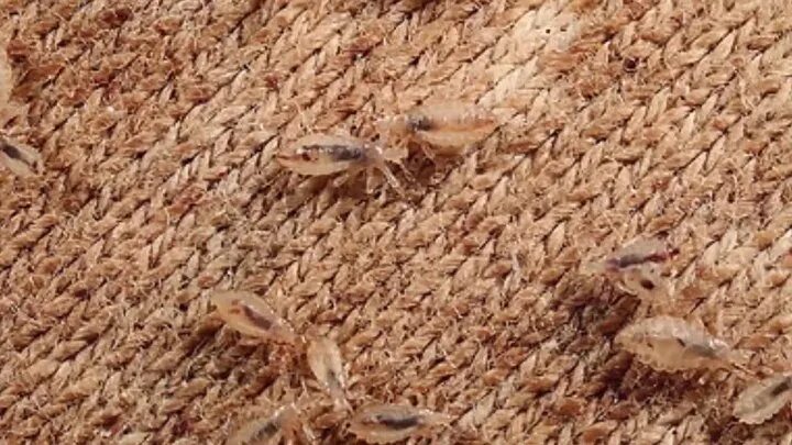 Платяная вша как выглядит Смешные детки Группа на OK.ru Вступай, читай, общайся в Одноклассниках!