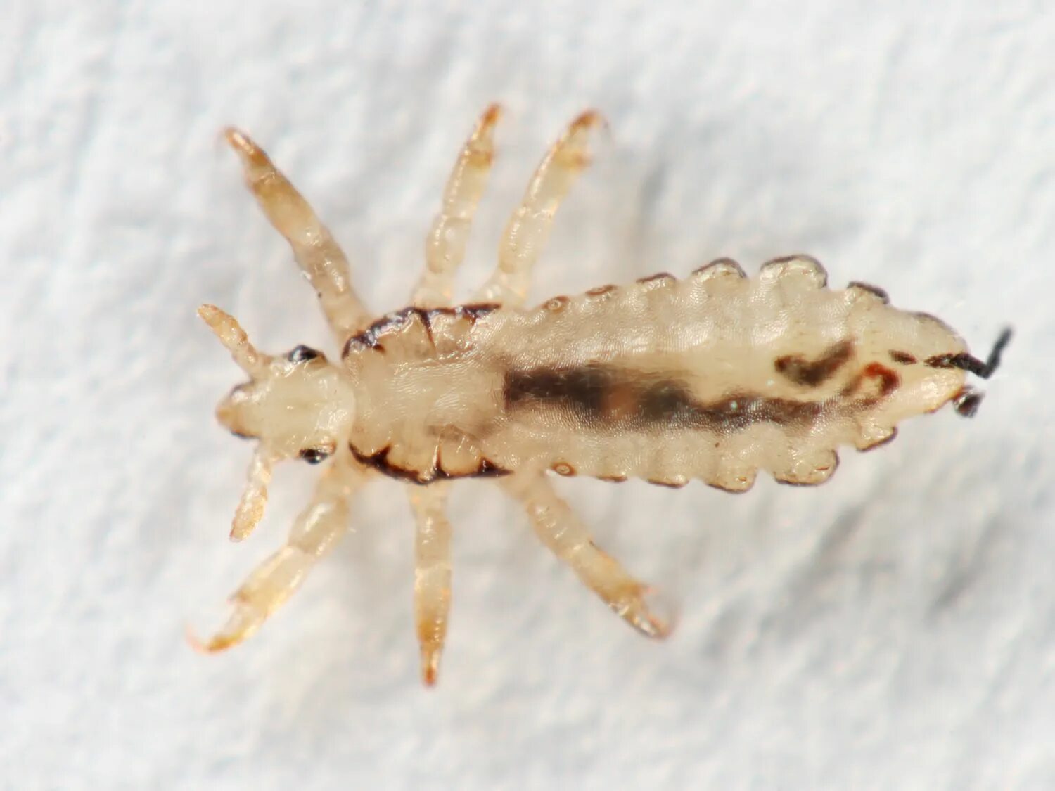 Платяная вша как выглядит What Does Lice Look Like? Pictures of Nits, Eggs & Lice