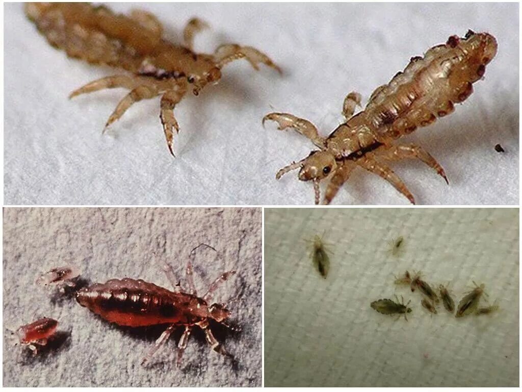 Платяная вша как выглядит фото Уничтожение бельевых вшей в квартире в Санкт-Петербурге - Избавиться от бельевых