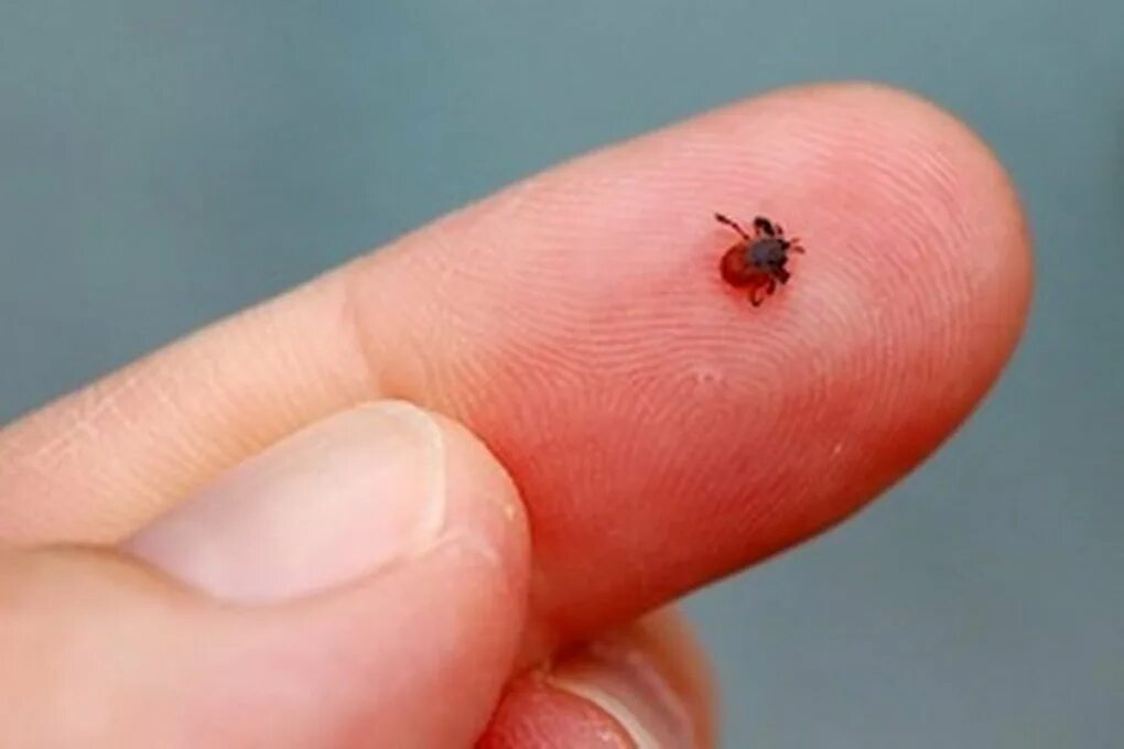 Платяной клещ фото Как бороться жителям Кубани с клещами, комарами и мухами - МК на Кубани