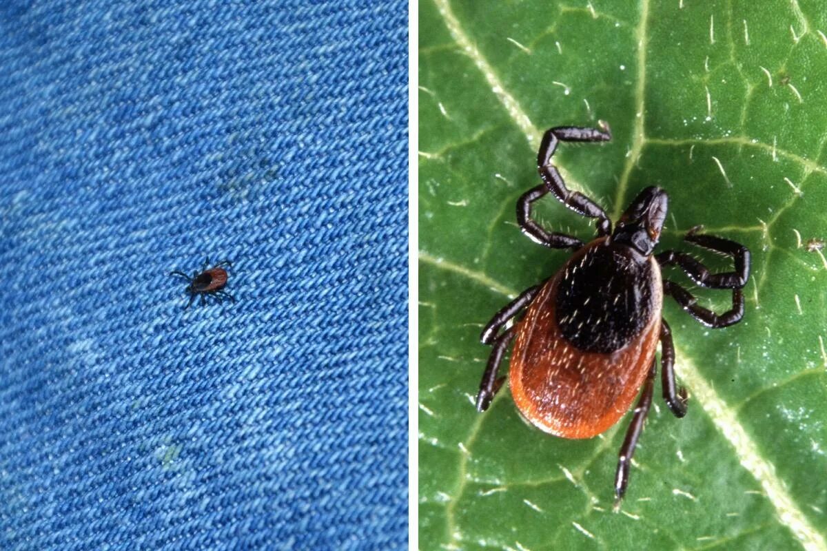Платяной клещ фото Как выявлять болезнь Лайма после укуса клещей в Москве в 2022 году - 31 мая 2022