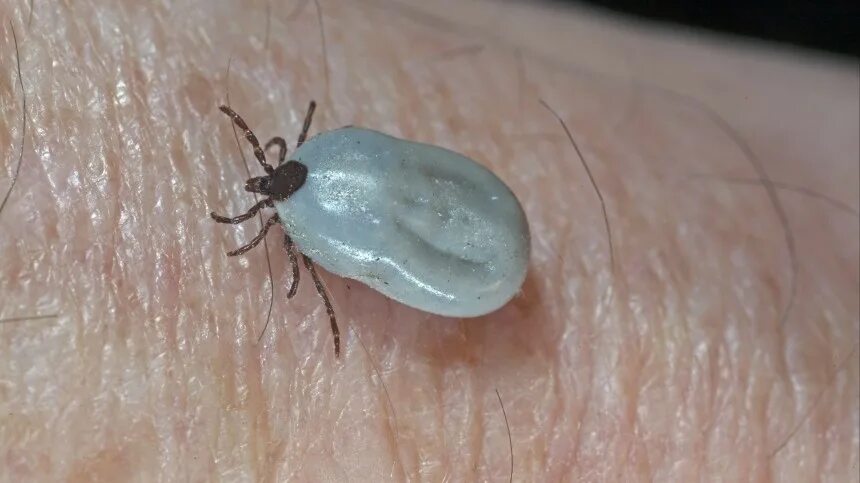 Платяной клещ фото Видео: какие инфекции и вирусы переносят клещи - ответ врача