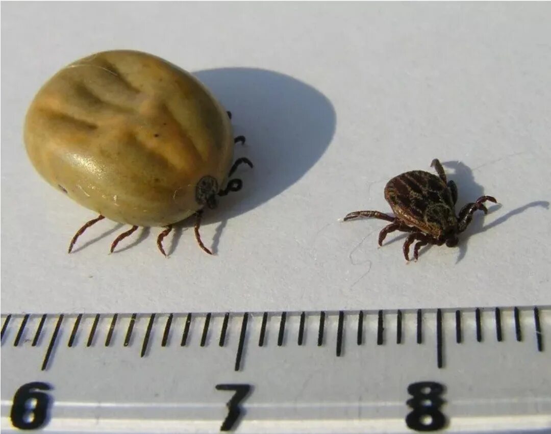 Платяной клещ фото ЛЕНСКИЙ РАЙОН ЗАНИМАЕТ ПЕРВОЕ МЕСТО ПО КОЛИЧЕСТВУ УКУСОВ КЛЕЩЕЙ