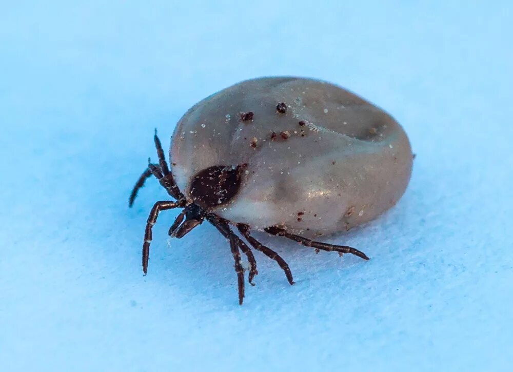 Платяной клещ фото У ОДНОГО ИЗ ЛЕНСКИХ КЛЕЩЕЙ ВЫЯВИЛИ БОРРЕЛИОЗ