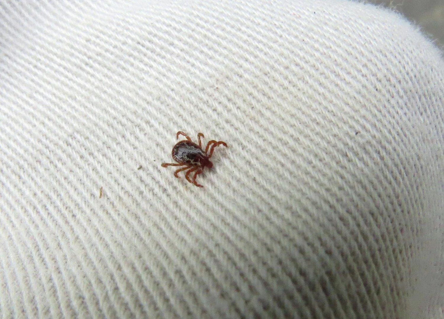 Платяной клещ фото How to tick-proof your yard this summer