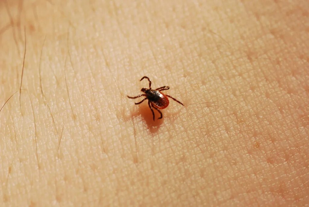 Платяной клещ фото Deer Tick, Female (Ixodes scapularis) Ridgeway Pine Relict. Flickr