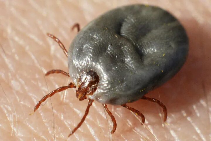 Платяной клещ фото В Оренбуржье более 4,7 тысяч человек покусали клещи - МК Оренбург