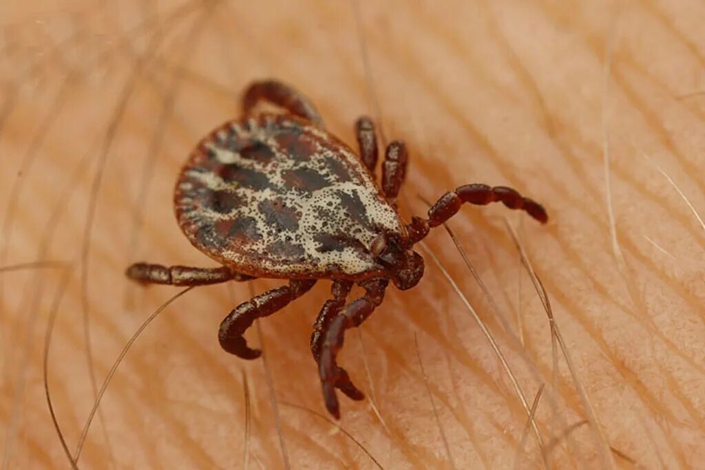 Платяной клещ фото Козы и Клещи. Те, что вернутся осенью (продолжение). Козы, клубника и остальное 