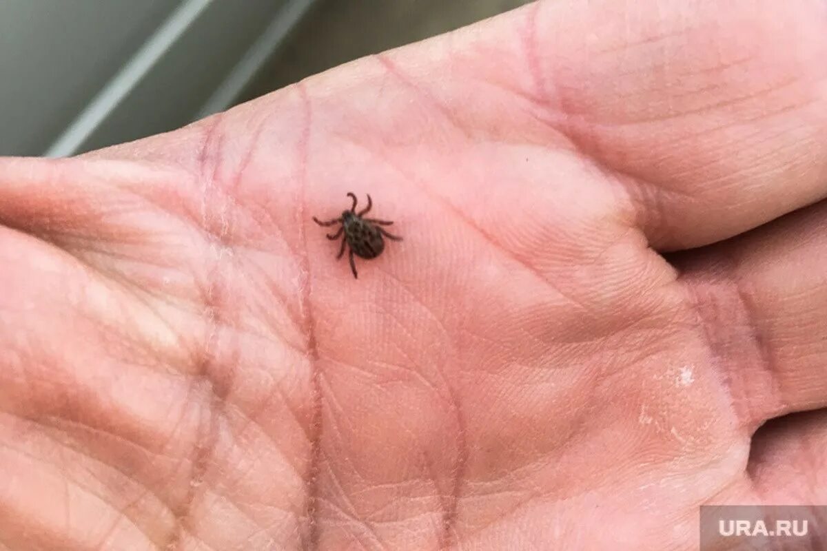 Платяной клещ фото Количество пострадавших от клещей тамбовчан продолжает расти - МК Тамбов