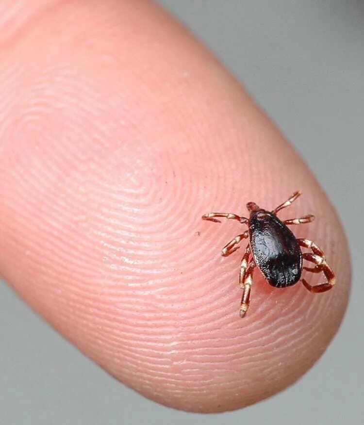 Платяной клещ фото Когда опасны клещи для людей?