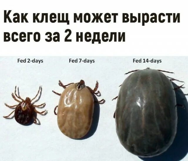 Платяной клещ как выглядит ЯПлакалъ - Архив от 13.07.2021