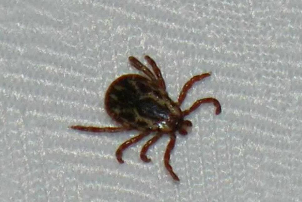 Платяной клещ как выглядит Из кожи - вон": Почему в СССР было меньше клещей, чем сейчас История. А вы знали