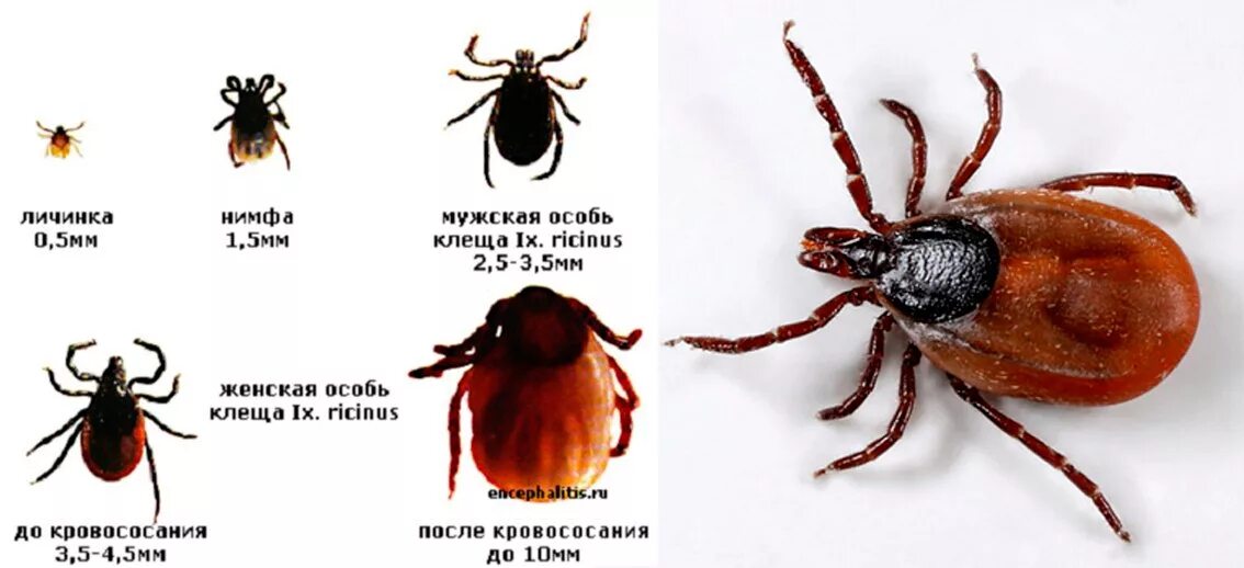 Платяной клещ как выглядит Энцефалитный клещ в Азербайджане: Реальная угроза или слухи? 1news.az Новости