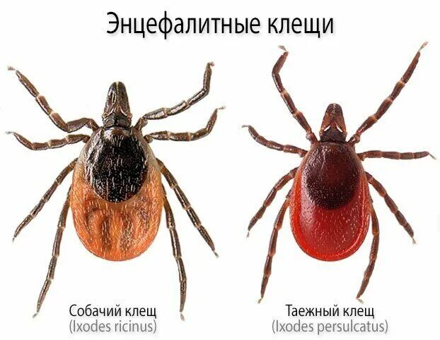 Платяной клещ как выглядит Осторожно, клещ!