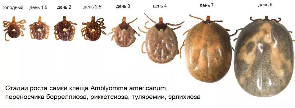 Платяной клещ как выглядит Самарская городская клиническая больница № 8 Новости - Клещ. Что нужно знать о н