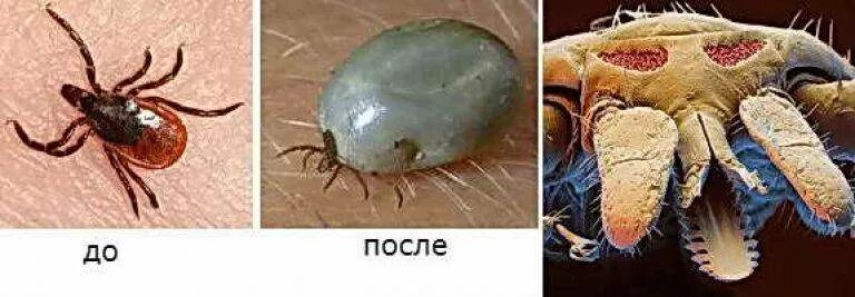 Платяной клещ как выглядит Kbt клещи фото - DelaDom.ru