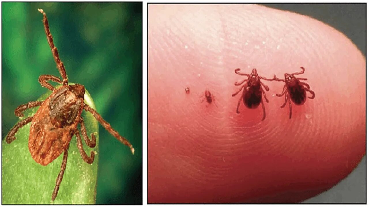 Платяной клещ как выглядит Клещ круглосуточно