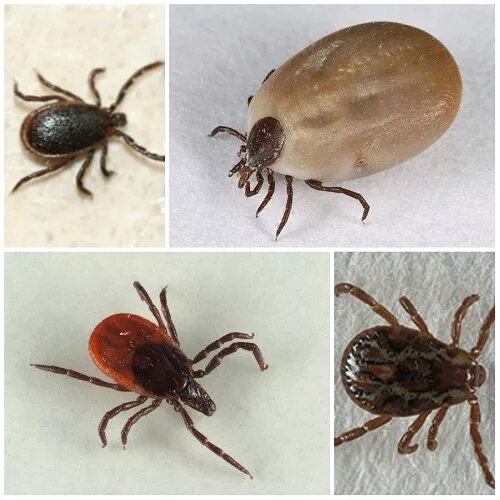 Платяной клещ как выглядит Ответы Mail.ru: Клещ или паучок?