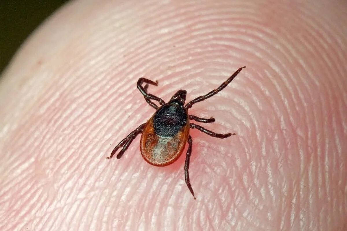 Платяной клещ как выглядит Клещи берут реванш на костромских грибниках - МК Кострома