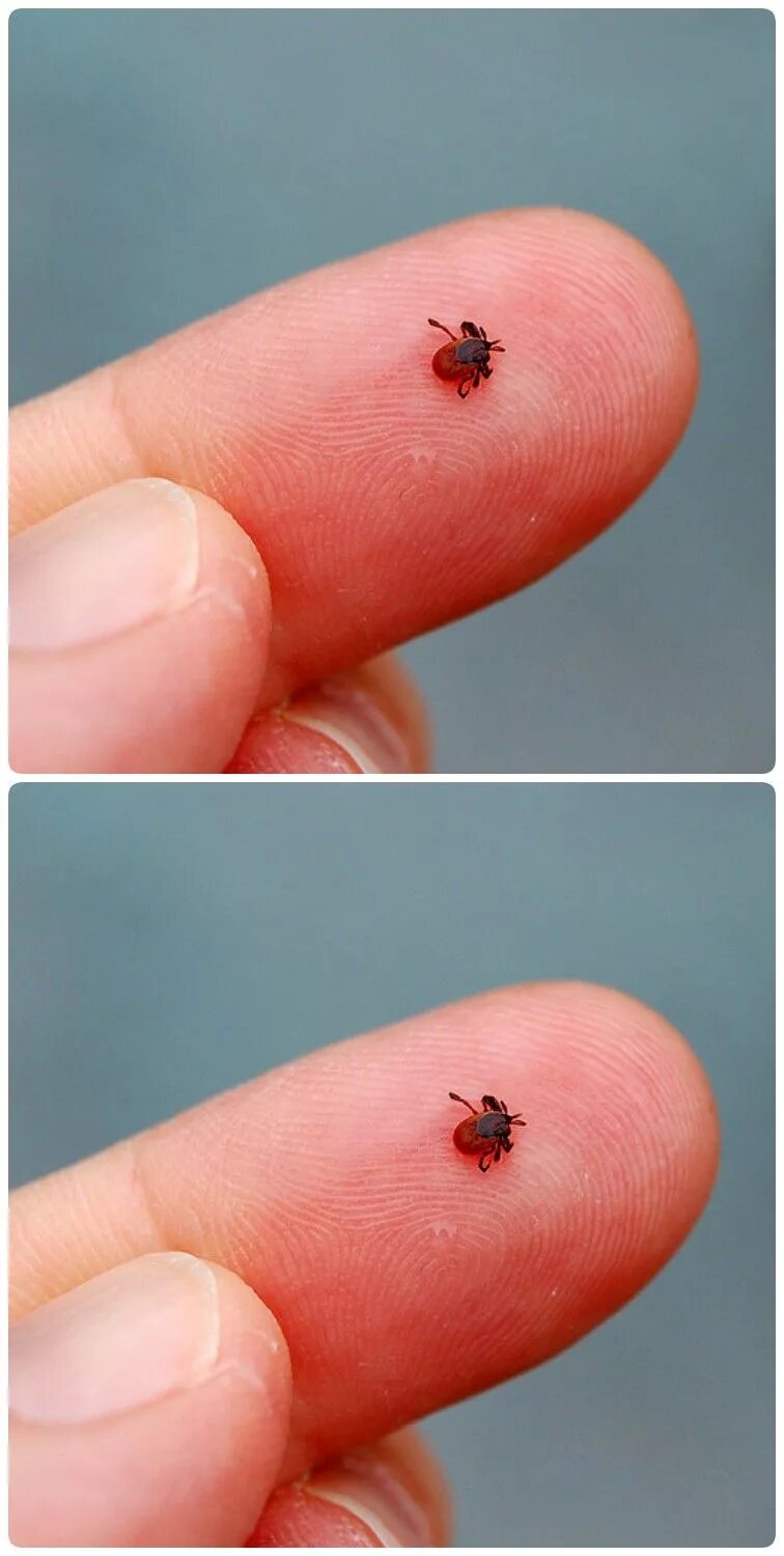 Платяной клещ как выглядит Картинки КЛЕЩИ УМИРАЮТ В ВОДЕ