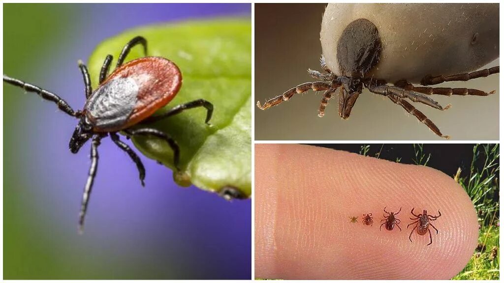 Платяной клещ как выглядит Об эпидемиологической обстановке и профилактических мероприятиях по инфекционным