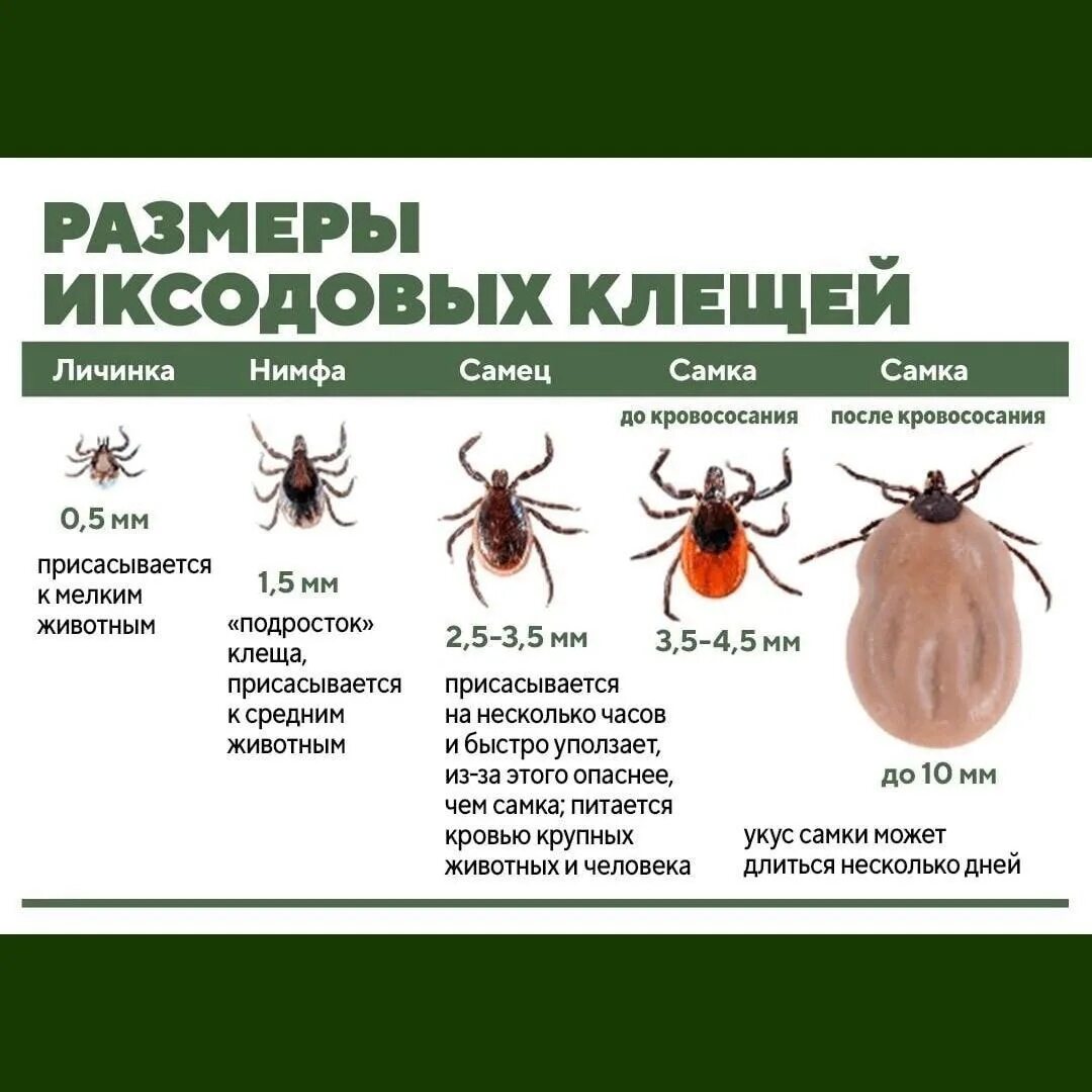 Платяной клещ как выглядит Немного информации о клещах 2024 Все о даче ВКонтакте