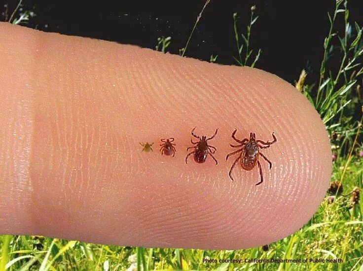 Платяной клещ укусы фото ▷ How to Get Rid of Ticks - Natural & Effective Methods (2024 Update) Tick repel