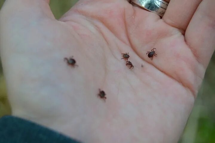 Платяной клещ укусы фото Жители Мурманской области продолжают страдать от укусов клещей - МК Мурманск