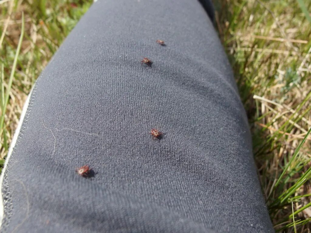 Платяной клещ укусы фото 21349 жителей Кировской области пострадали от укусов клещей. " ГТРК Вятка - ново