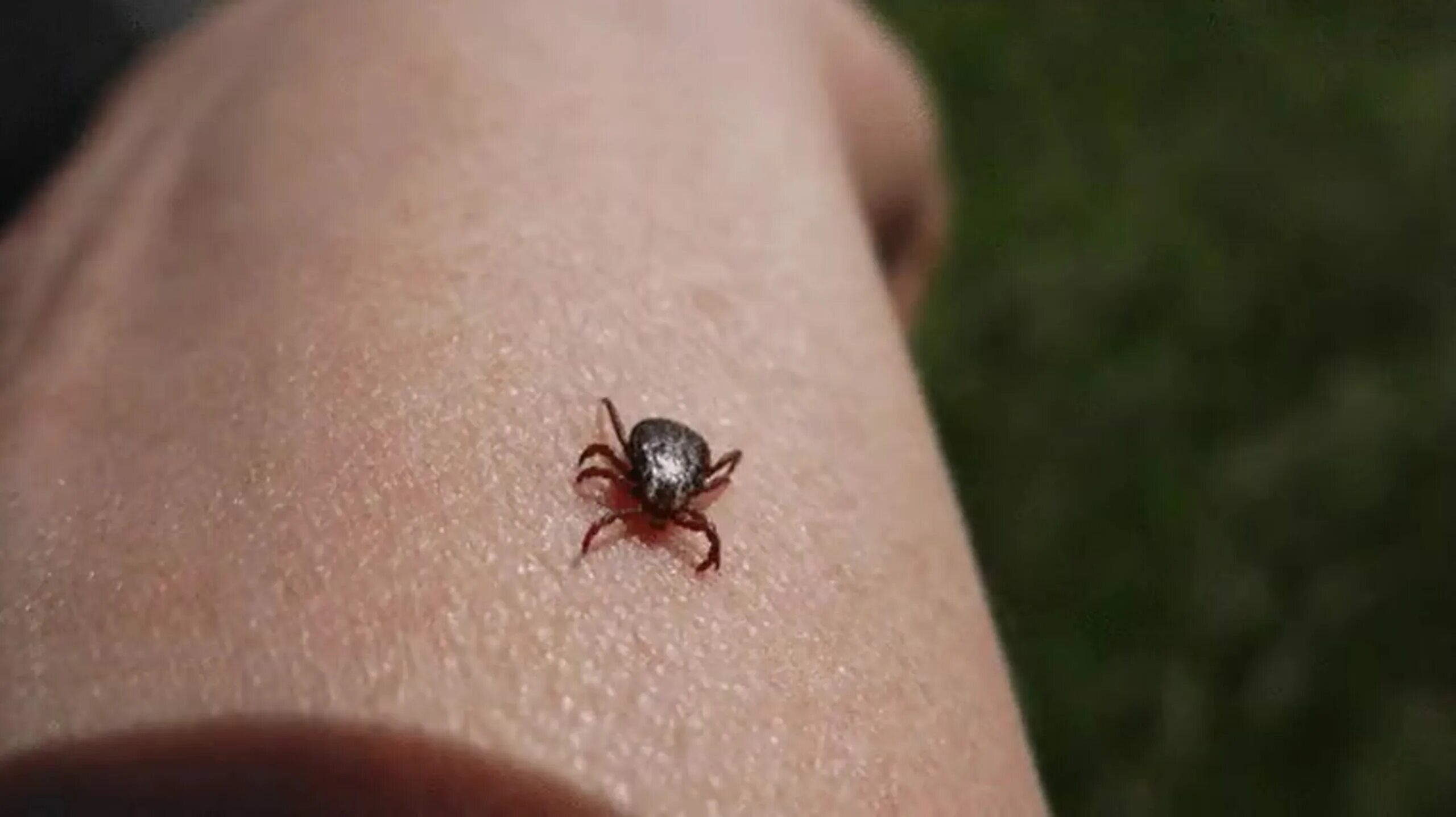 Платяной клещ укусы фото Клещи Hyalomma lusitanicum могут наводнить Россию - Добро.Медиа