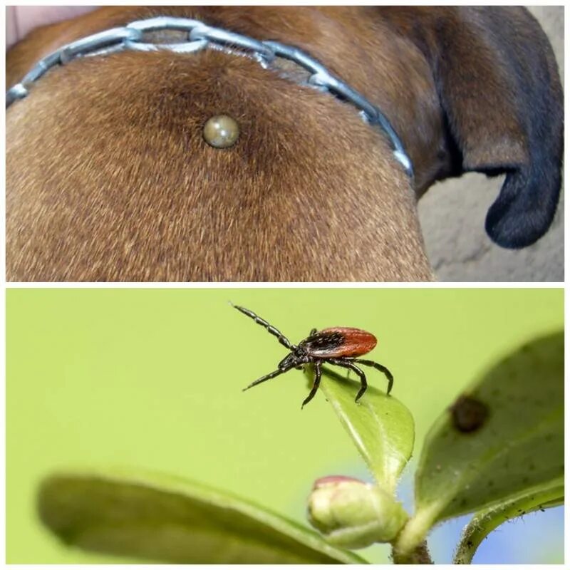 Платяной клещ укусы фото ПРЕПАРАТ ОТ КЛЕЩЕЙ НЕ РАБОТАЕТ? Иногда ЛИНДА. Группа помощи бездомным животным О