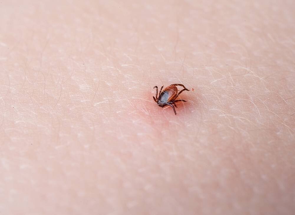 Платяной клещ укусы фото Укусил клещ, что делать? Как его вытащить и куда нести? Семья с немецкой овчарко