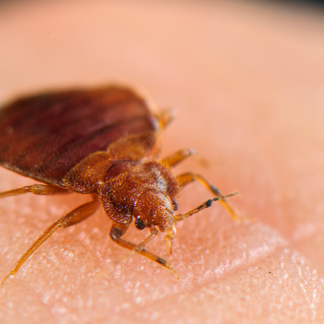 Платяной клоп фото Рыжий клоп фото - DelaDom.ru