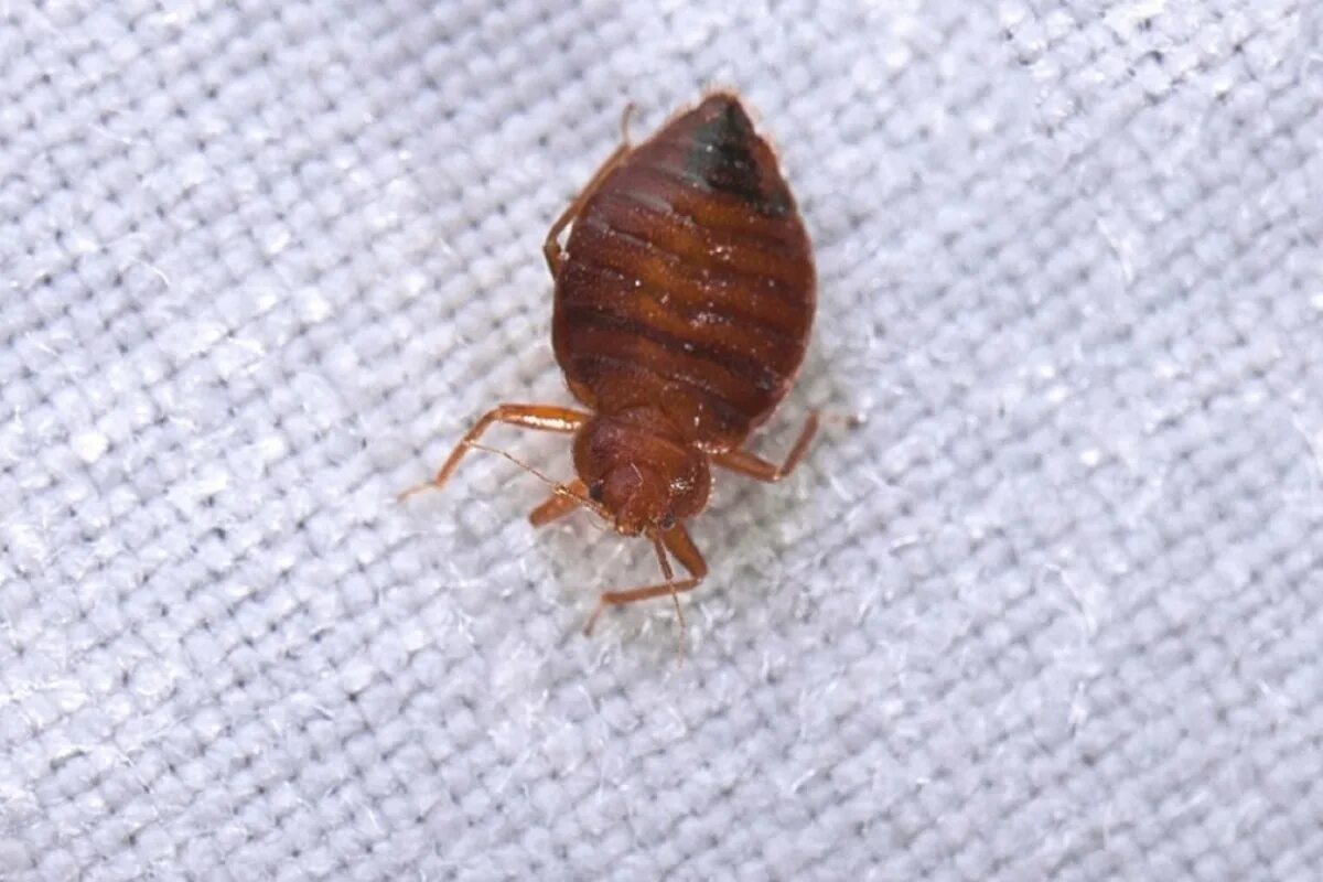 Платяной клоп фото Домашний клоп. Врага всегда лучше знать "в лицо" - МК Кострома
