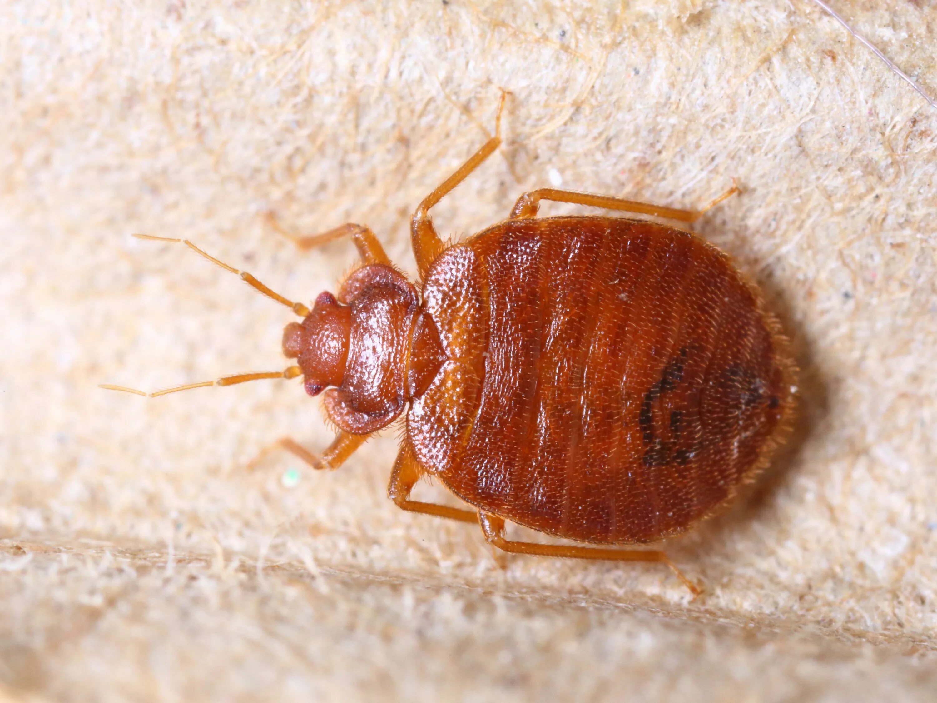 Платяной клоп фото Bed Bugs: MedlinePlus