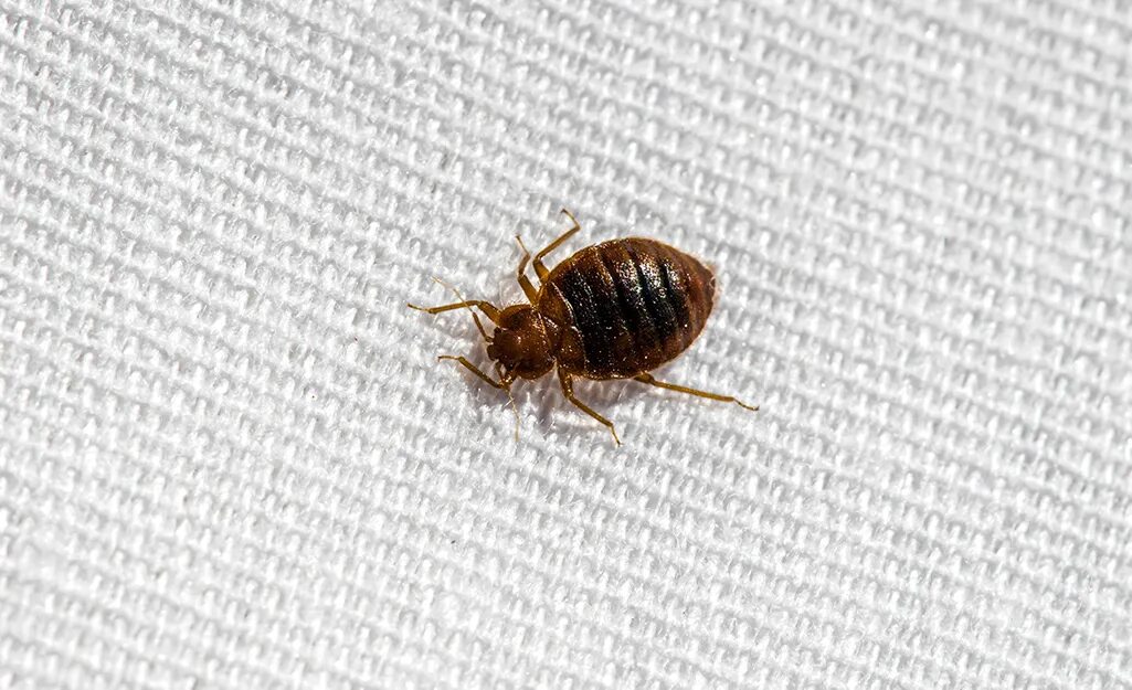 Платяной клоп фото How to Get Rid of Bed Bugs - The Home Depot