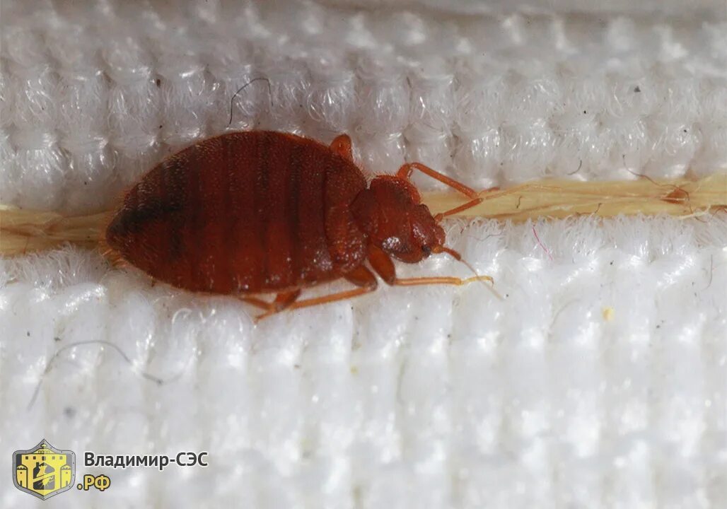 Платяной клоп фото Фото постельных клопов крупным планом