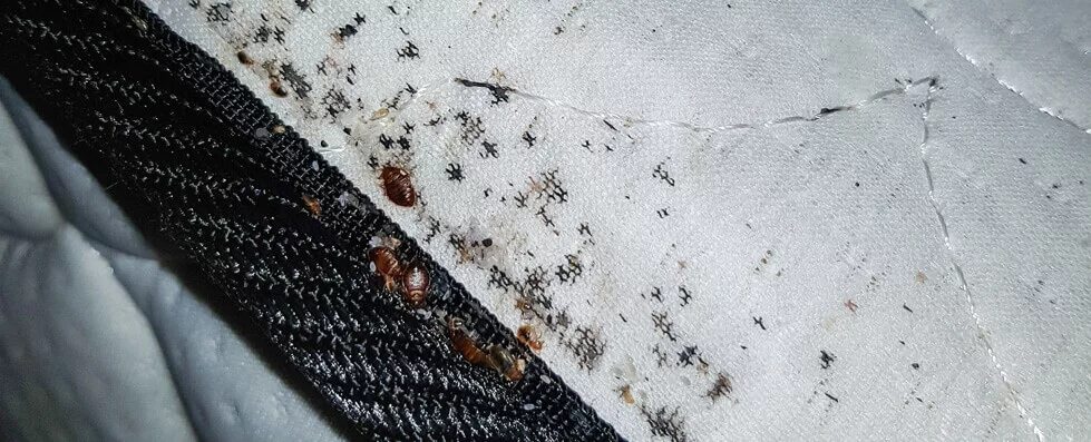 Платяной клоп фото Pest Control Services Glasgow No Callout Charge JWL Pest Control