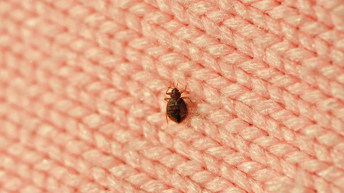 Платяной клоп фото Chicago ranks as America’s worst city for bed bugs - NBC Chicago