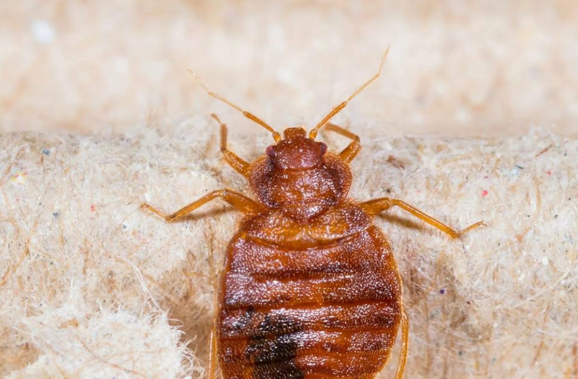 Платяной клоп фото Какие домашние клопы фото - DelaDom.ru